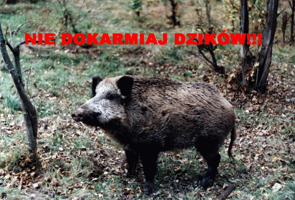 NIE DOKARMIAJ DZIKÓW