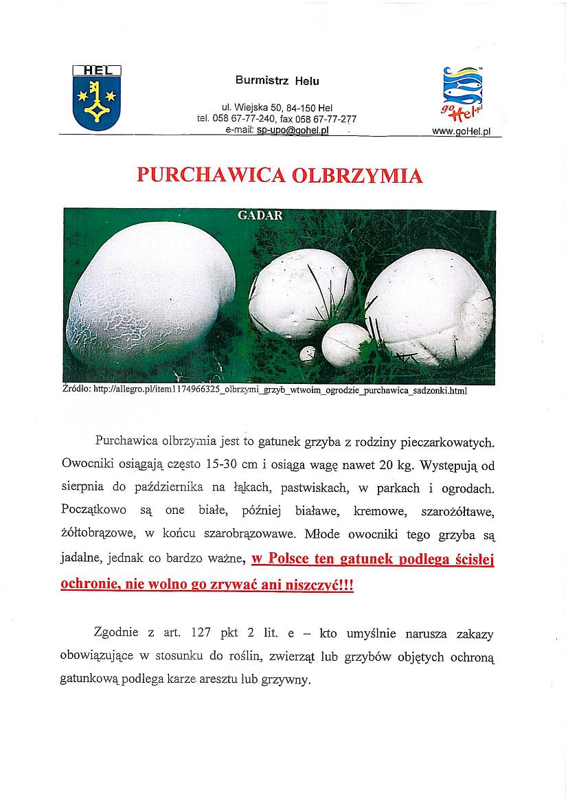 apel purchawica